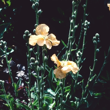 Papaver spicatum