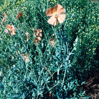 Papaver triniifolium 