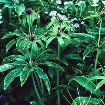 Paris tetraphylla 