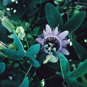 Passiflora 'Amethyst'