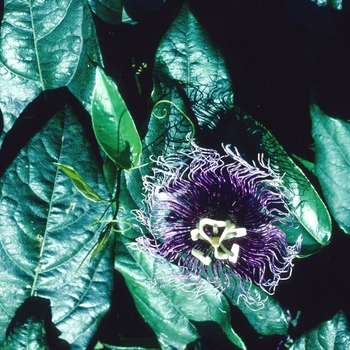 Passiflora serratifolia