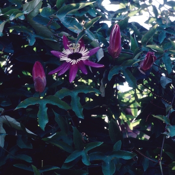 Passiflora violacea