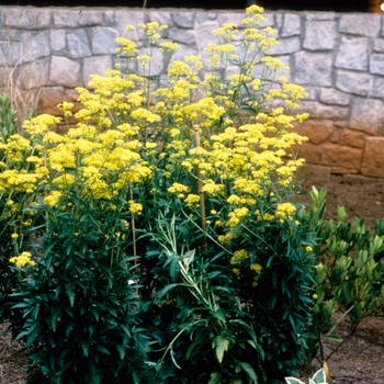 Patrinia scabiosifolia 