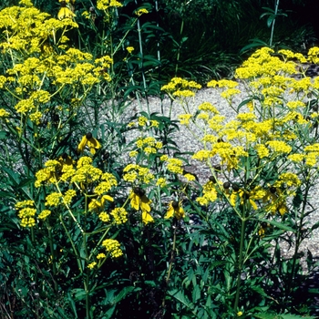 Patrinia scabiosifolia 'Japanese Form'