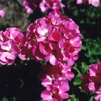 Pelargonium x hortorum 'Bandit Pink' 