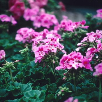 Pelargonium x hortorum 'Freckles'