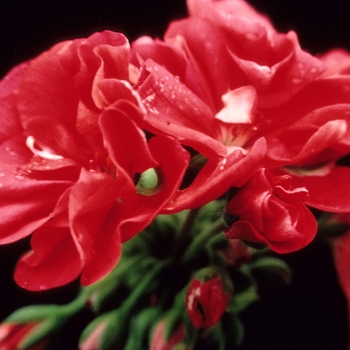 Pelargonium x hortorum 'Marathon Red' 