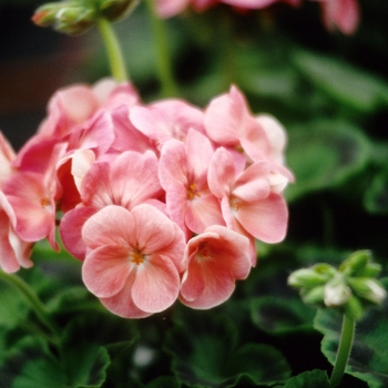 Pelargonium x hortorum Ringo 2000™ 'Salmon'