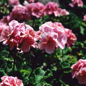 Pelargonium x hortorum 'Salmon Elite' 