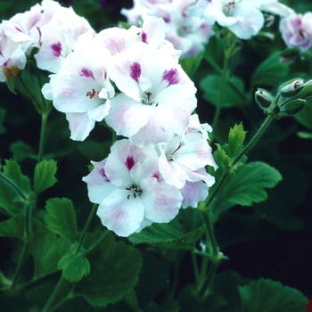 Pelargonium x domesticum 'Autumn Mist'