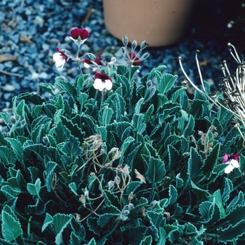 Pelargonium tricolor