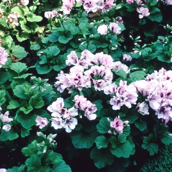 Pelargonium x domesticum 'Country Girl' 