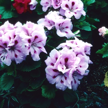 Pelargonium x domesticum 'Hazel Satin'