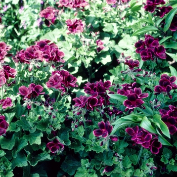 Pelargonium x domesticum 'Lord Bute'