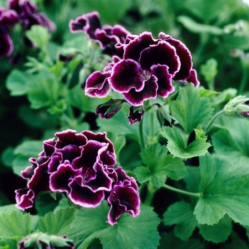 Pelargonium x domesticum 'Rembrant' 