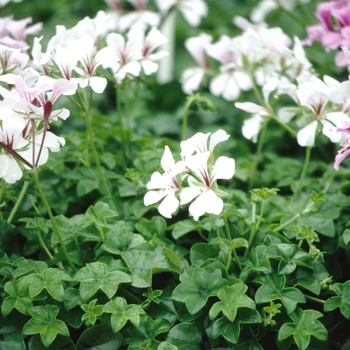 Pelargonium peltatum Tornado™ 'White'