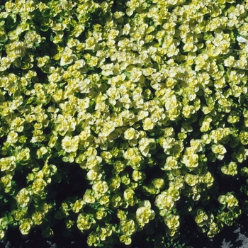 Origanum vulgare 'Aureum' 