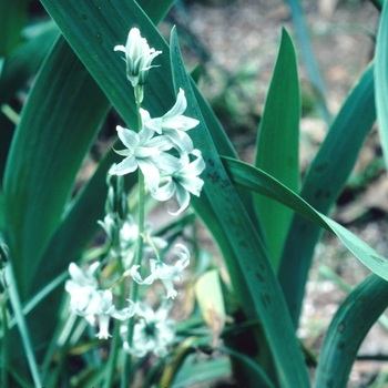 Ornithogalum nutans