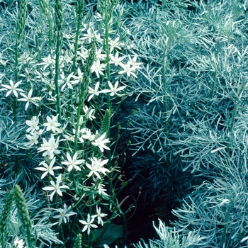 Ornithogalum pyramidale