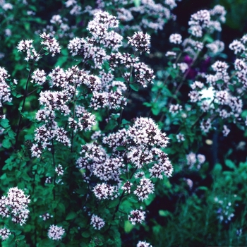 Origanum vulgare 'Heidrun' 