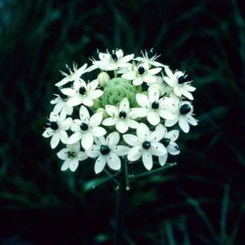 Ornithogalum saundersiae