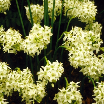 Ornithogalum thyrsoides