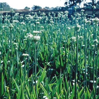Orphium frutescens 