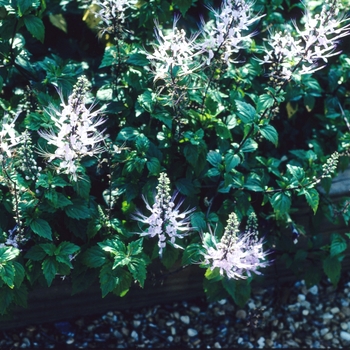Orthosiphon stamineus 'Albus' (004602)