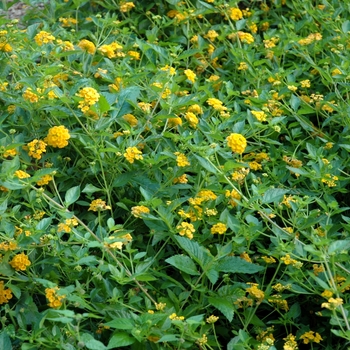 Lantana camara 'New Gold' 