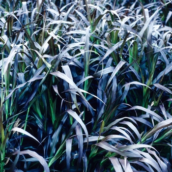 Pennisetum setaceum 'Burgundy Giant'