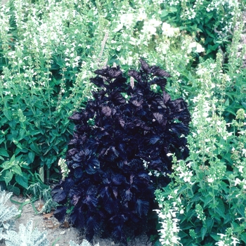 Perilla frutescens var. nankinensis 'Nanjing' 