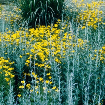 Coreopsis verticillata 'Golden Showers' 