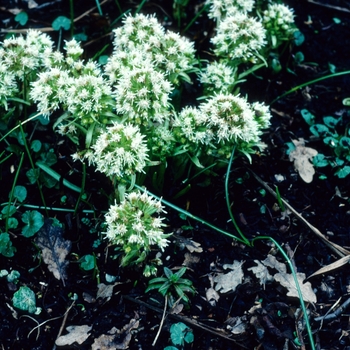 Petasites albus