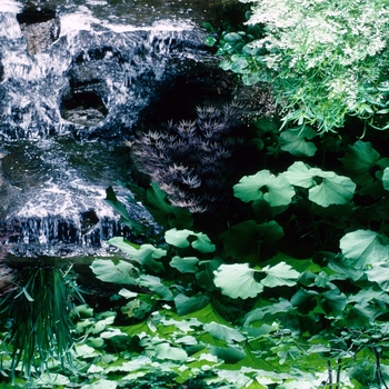 Petasites japonicum 'giganteum' 