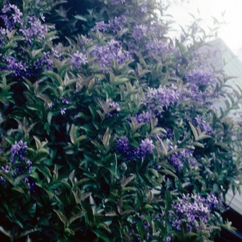 Petrea volubilis 