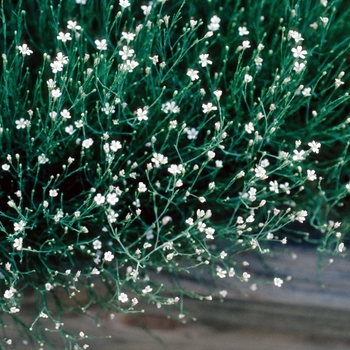Petrorhagia saxifraga '' (004627)