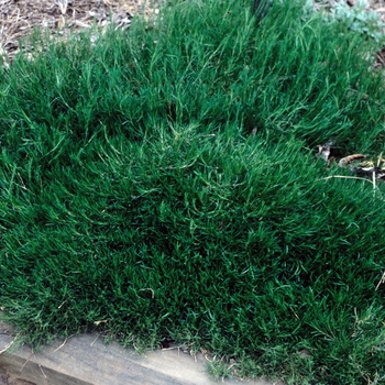 Petrorhagia saxifraga '' (004628)