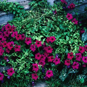 Petunia 'Pampas Fire' 