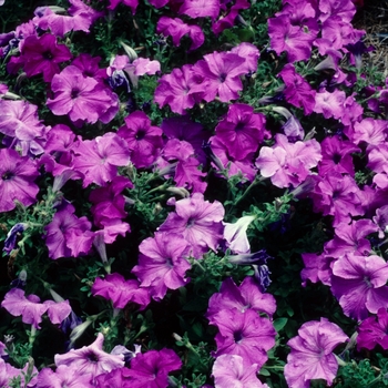 Petunia 'Bravo Lavender' 