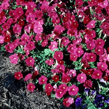 Petunia 'Carpet Bright Red' 