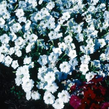 Petunia 'Carpet White' 