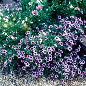 Petunia 'Happy Dreams' 