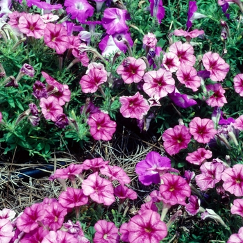 Petunia 'Fantasy Crystal Red' 