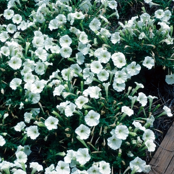 Petunia 'Fantasy Ivory' 