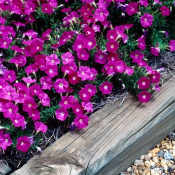 Petunia 'Pink' 