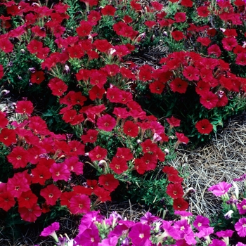 Petunia 'Fantasy Red' 