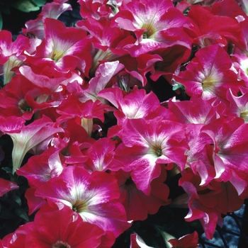 Petunia 'Coral Halo' 