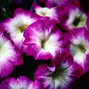 Petunia 'Rose Halo' 