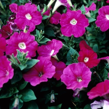 Petunia 'Deep Rose Pearls' 