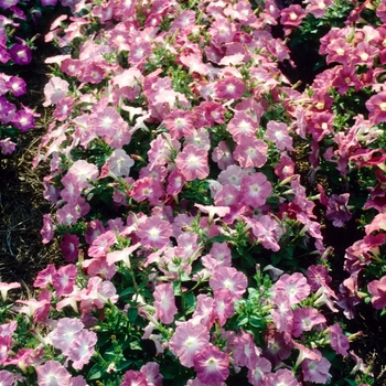 Petunia 'Light Salmon Pearls' 